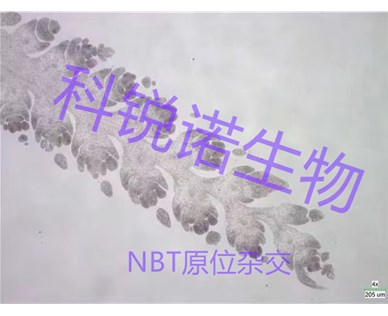 原位雜交