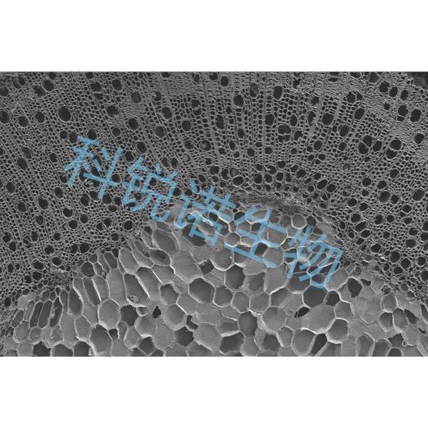 掃描電鏡