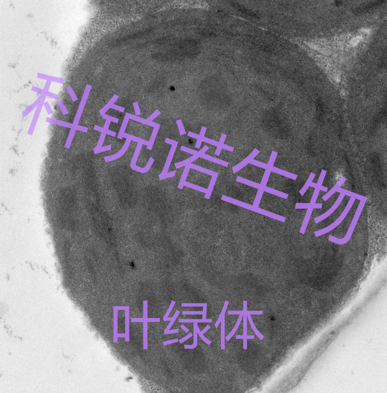 葉綠體