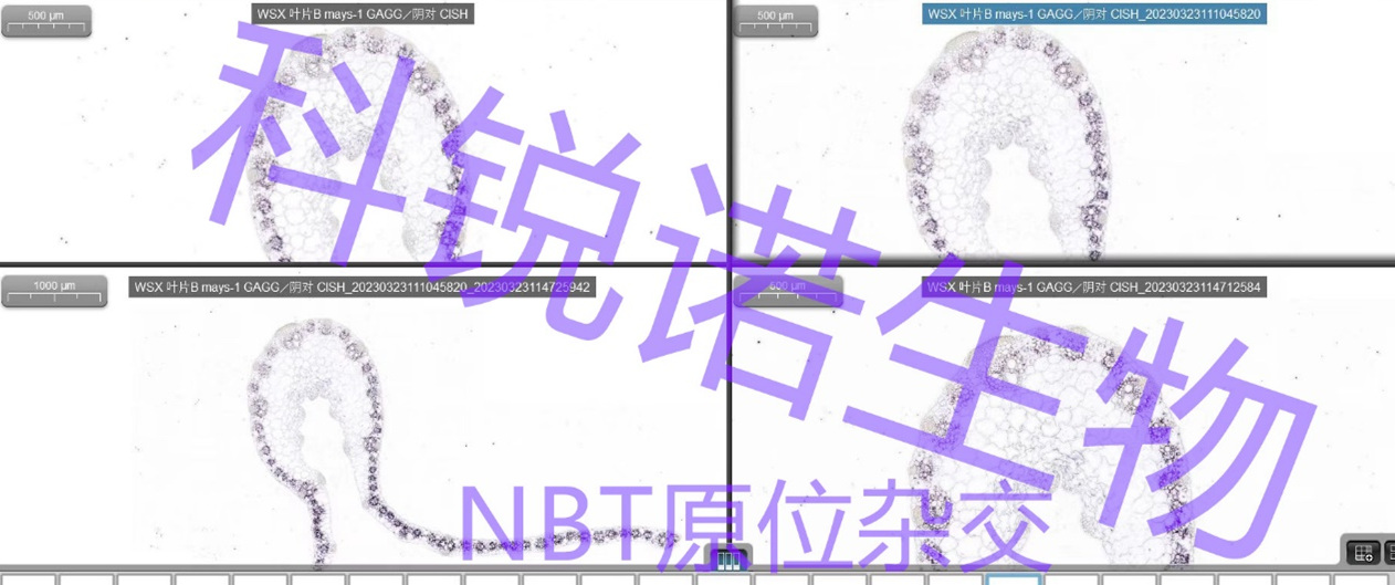 原位雜交